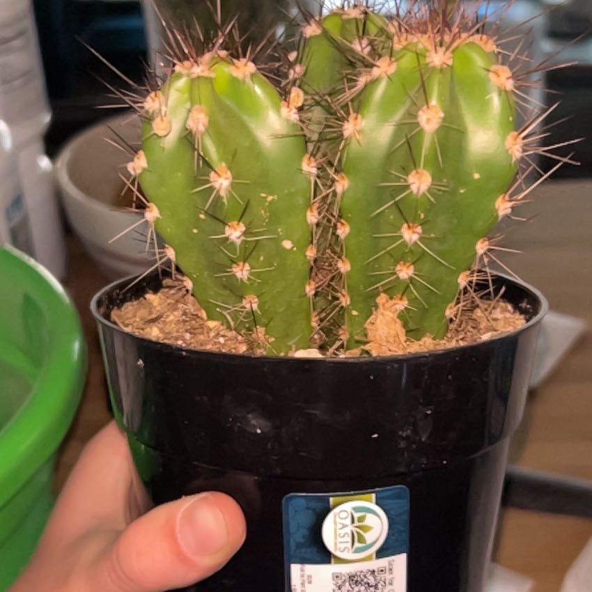 Photo of the plant species Baseball Cactus by @CertainTomato68 named Greg on Greg, the plant care app