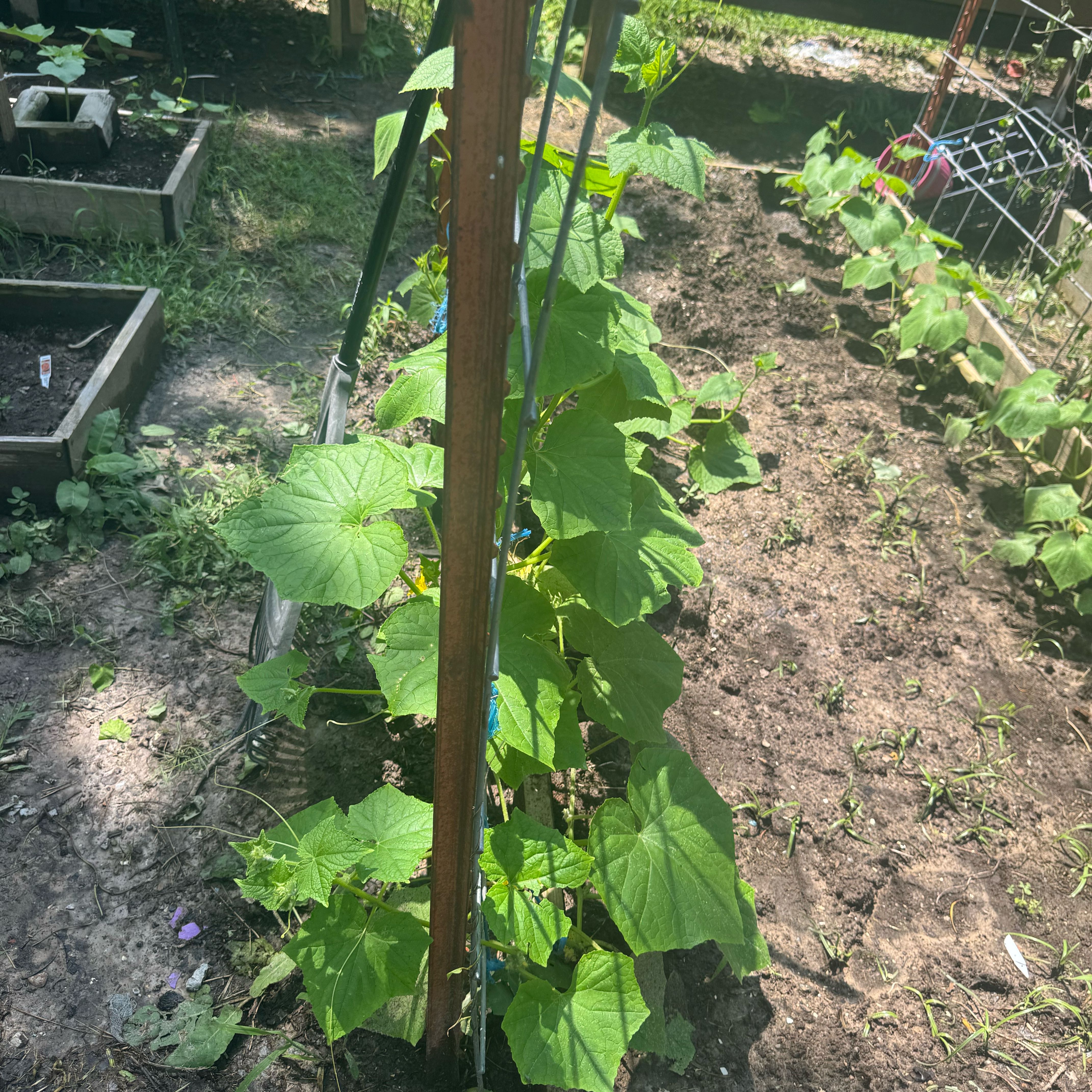 Photo of the plant species Yellow Squash by @HipGuapilla47 named Delilah on Greg, the plant care app