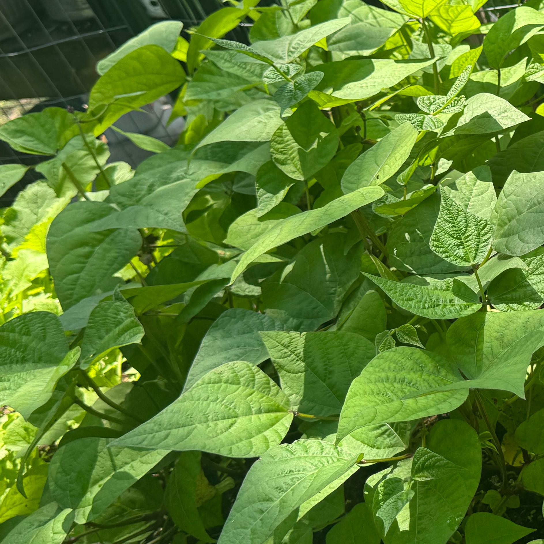 Photo of the plant species Green Beans by @HipGuapilla47 named Dolores on Greg, the plant care app