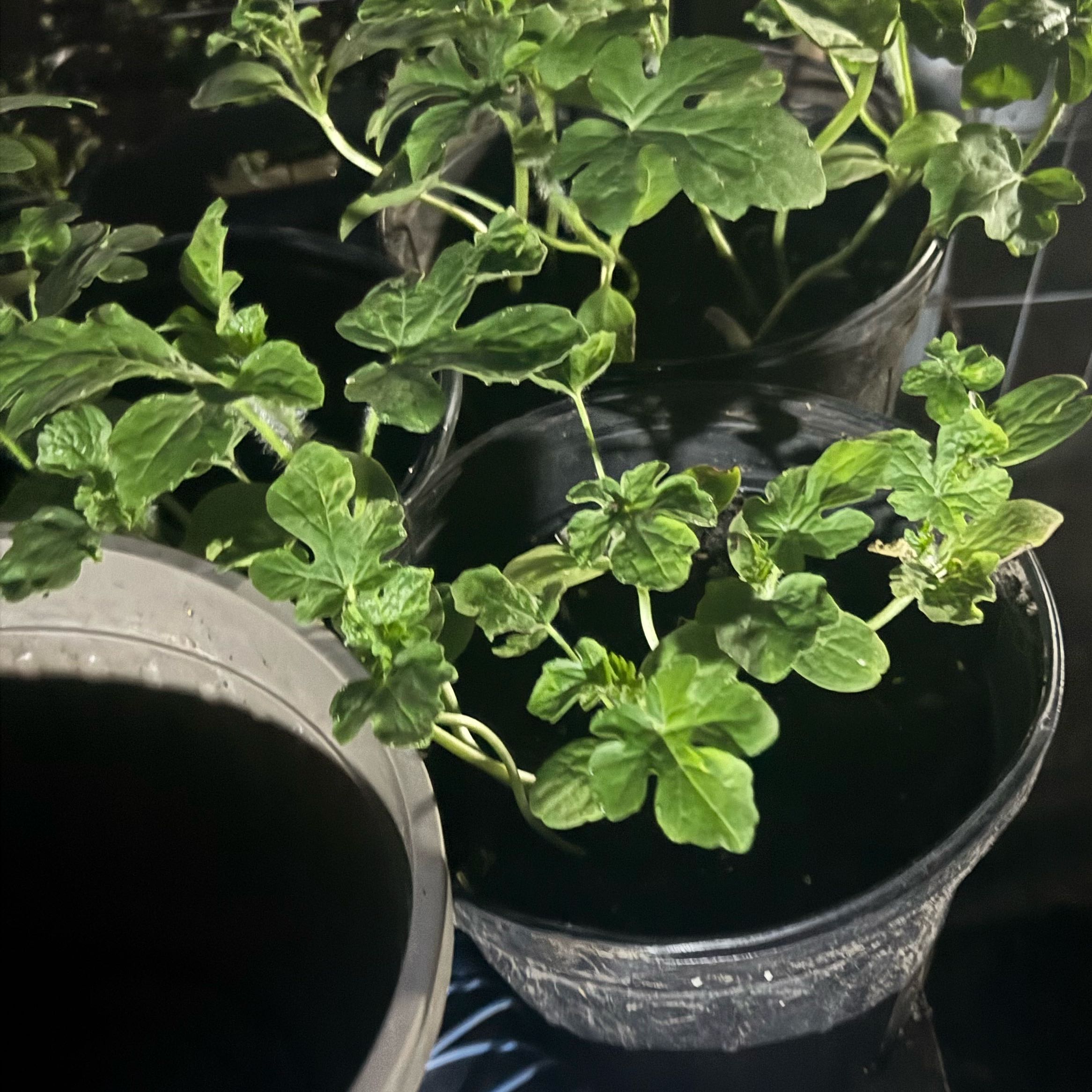 Photo of the plant species Sugar Baby Watermelon by @HipGuapilla47 named Bella on Greg, the plant care app