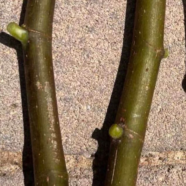 Photo of the plant species Hardy Fig Tree by @HipGuapilla47 named Stella on Greg, the plant care app