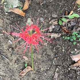 Photo of the plant species Hell Flower by @FearlessBibi89 named Taylor Swift on Greg, the plant care app