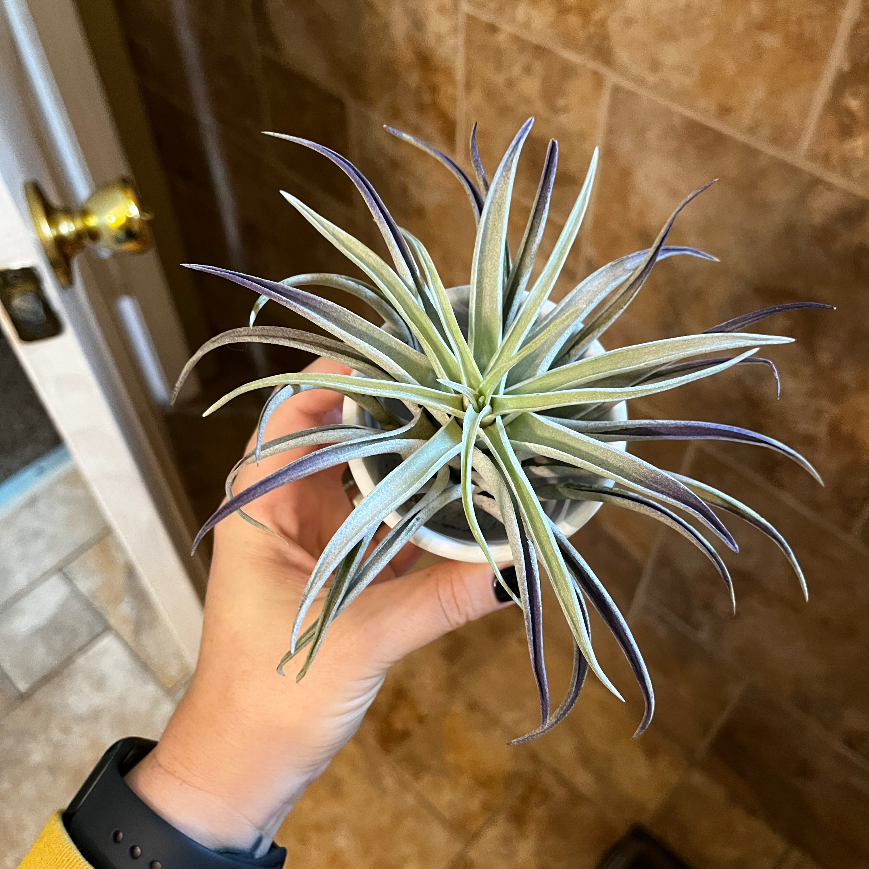 Photo of the plant species Tillandsia velutina by @misterkittyxx named Zander on Greg, the plant care app