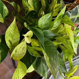 pothos snow queen plant in Somewhere on Earth