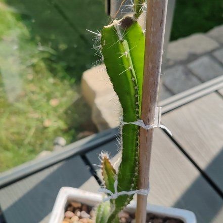 Photo of the plant species Ecuador Yellow Dragon Fruit by @LordlyMedeola73 named Walt on Greg, the plant care app