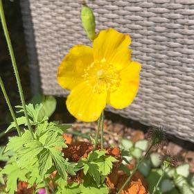 Photo of the plant species Welsh Poppy by @StoutOnion88 named Spike Leaves on Greg, the plant care app