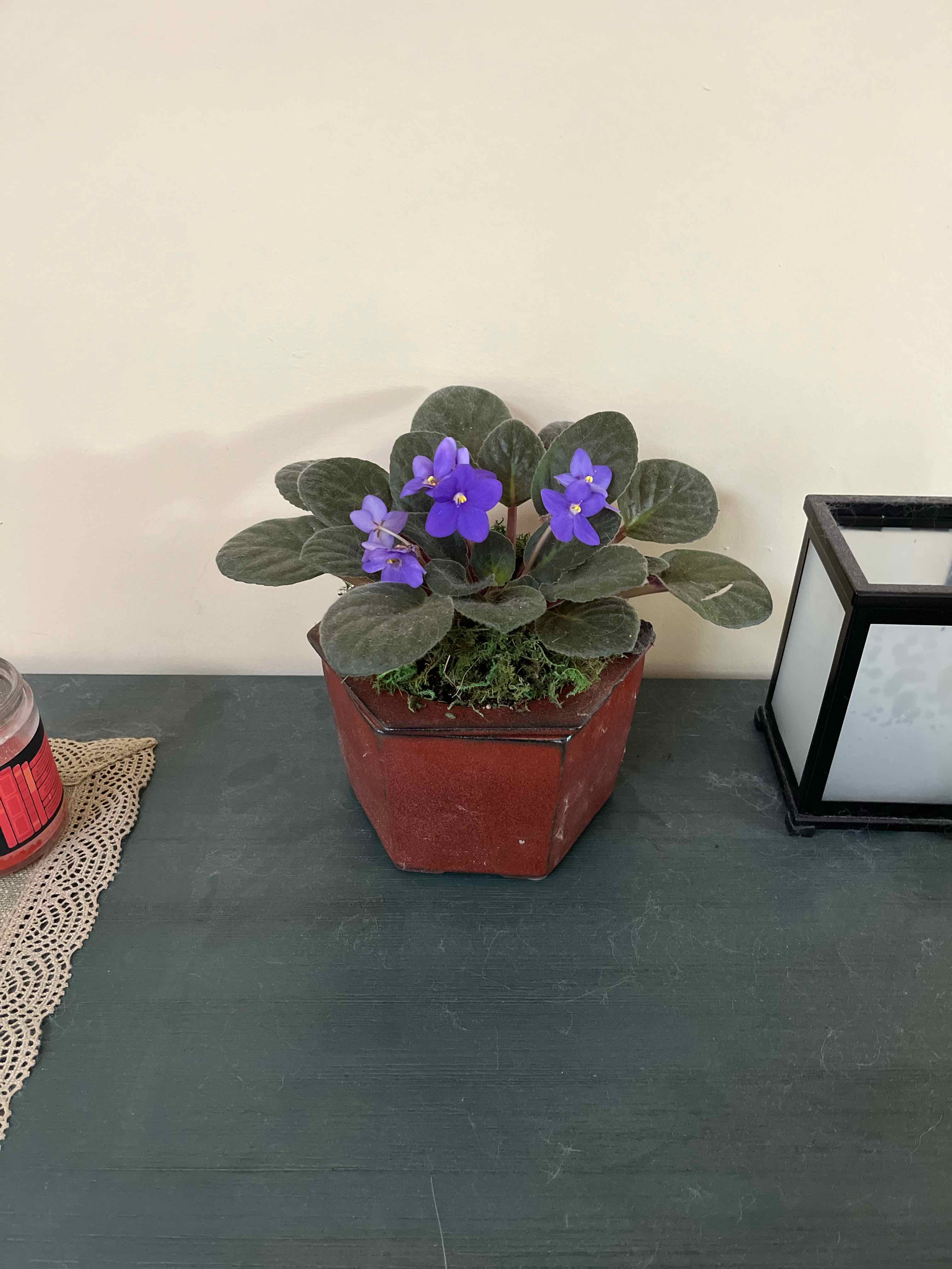 Potted Kenyan Violet with vibrant purple flowers and green leaves.