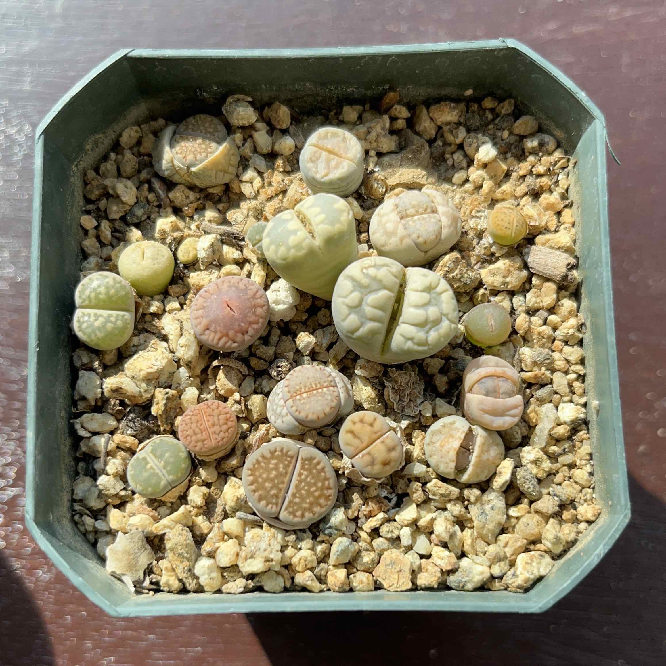 Top view of a pot containing multiple Living Stones (Lithops) with gravelly soil.