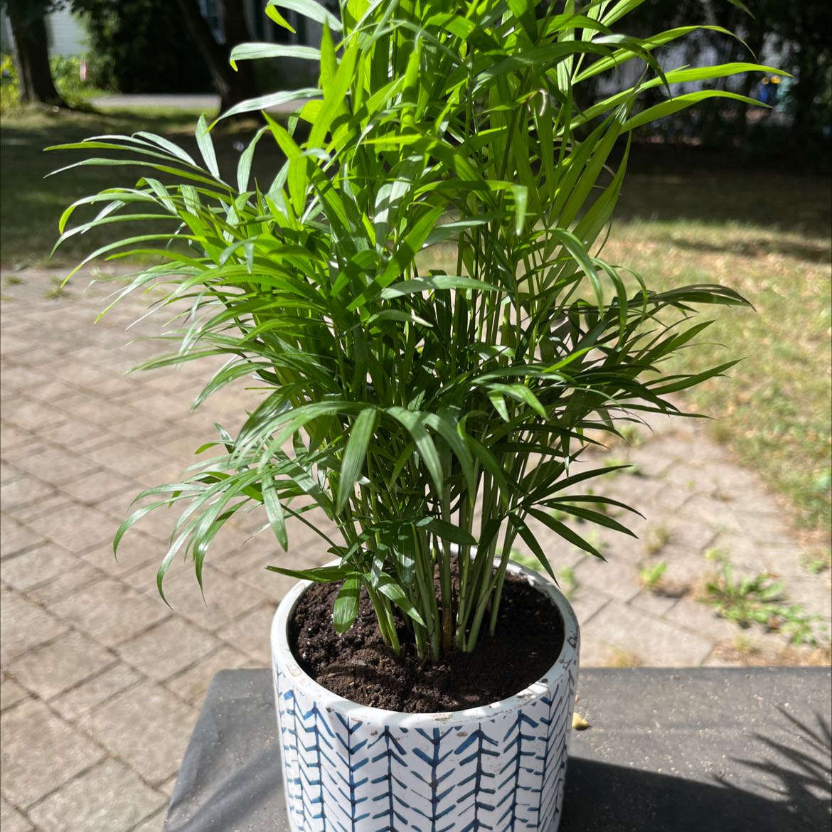 Healthy Parlour Palm in decorative pot, with lush green foliage and no signs of disease, on an outdoor patio.