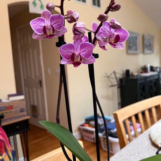 Phalaenopsis Orchid plant in Rush, New York