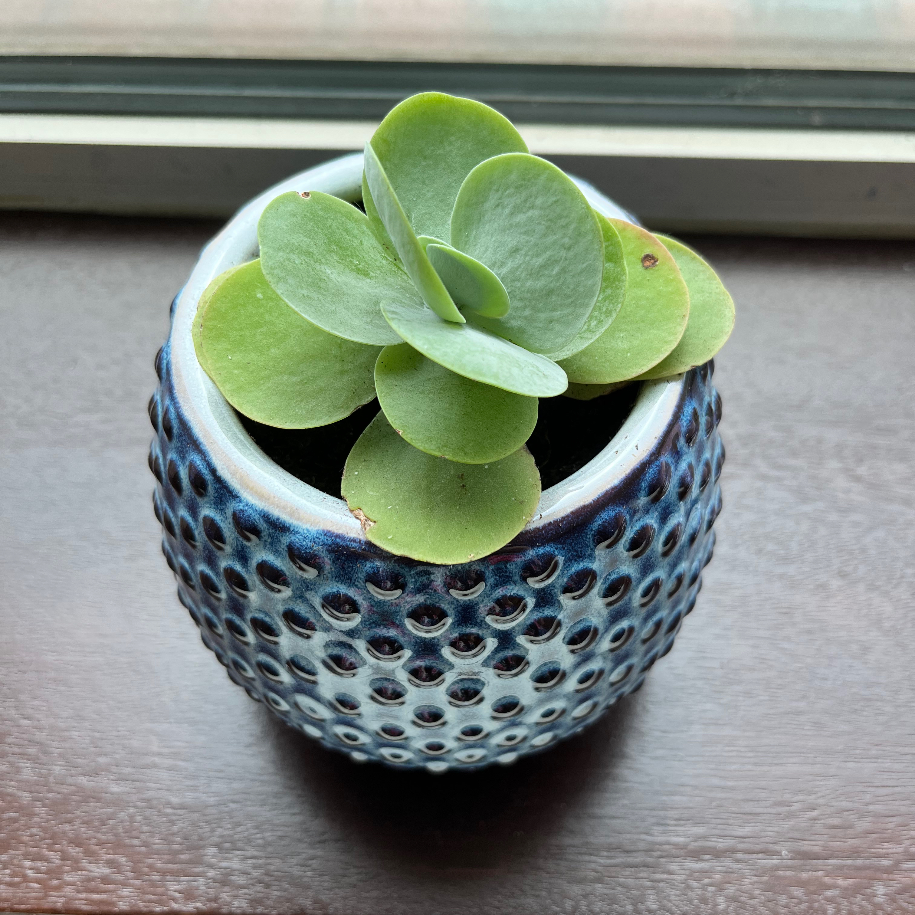 Photo of the plant species Paddle Plant by @gwenasaur named Harper on Greg, the plant care app