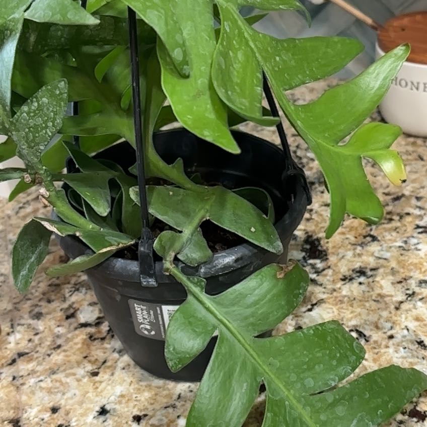 Photo of the plant species Epiphyllum 'Nina' by @BrightMaypop8 named Kendall on Greg, the plant care app