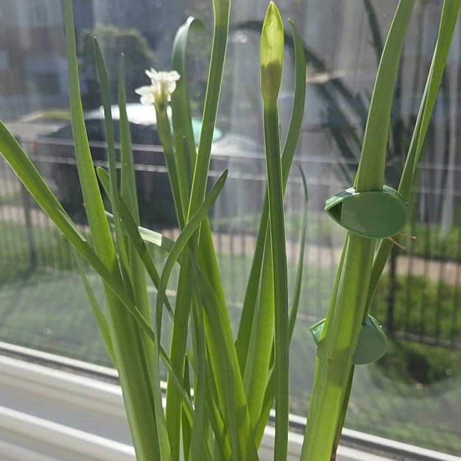 Photo of the plant species Paperwhite by @TolerantLilac named Queen on Greg, the plant care app