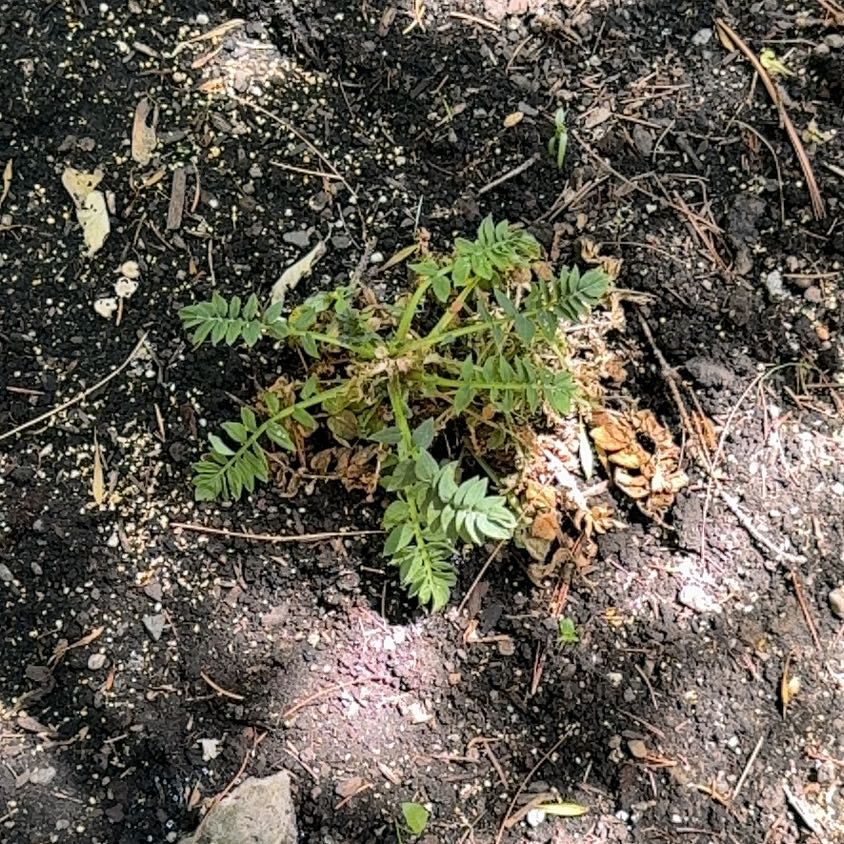 Photo of the plant species Puncturevine by @MiracleLemon named Bigleef Smalls on Greg, the plant care app