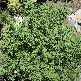 Photo of the plant species California Wildrose by @MiracleLemon named Pax on Greg, the plant care app