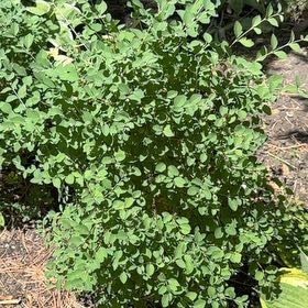 Photo of the plant species Red Huckleberry by @MiracleLemon named Plato on Greg, the plant care app