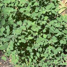 Photo of the plant species Red Huckleberry by @MiracleLemon named Figyonce on Greg, the plant care app