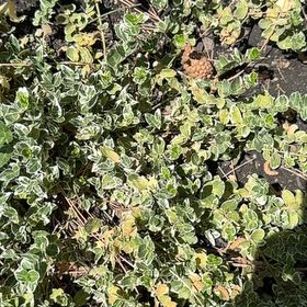 Photo of the plant species Creeping Willow by @MiracleLemon named Bodhi on Greg, the plant care app