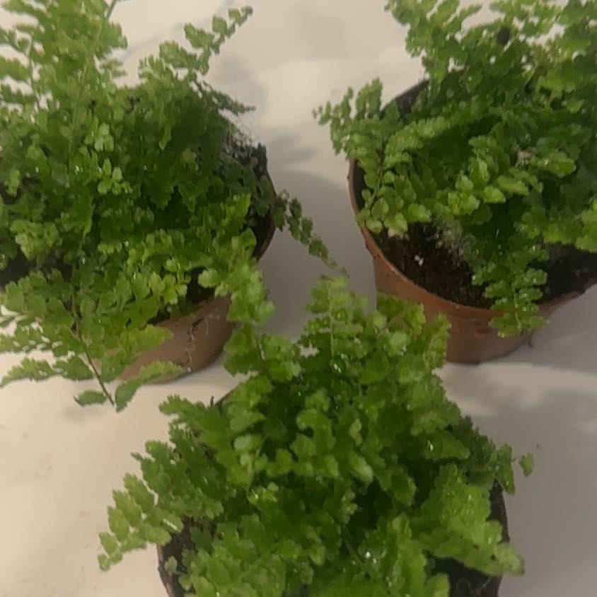 Photo of the plant species fluffy ruffle fern by @HotIcecaps19 named Daphne on Greg, the plant care app