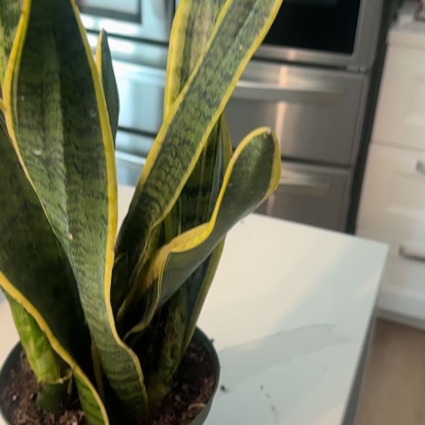 Photo of the plant species Snake Plant by @HotIcecaps19 named Elle on Greg, the plant care app