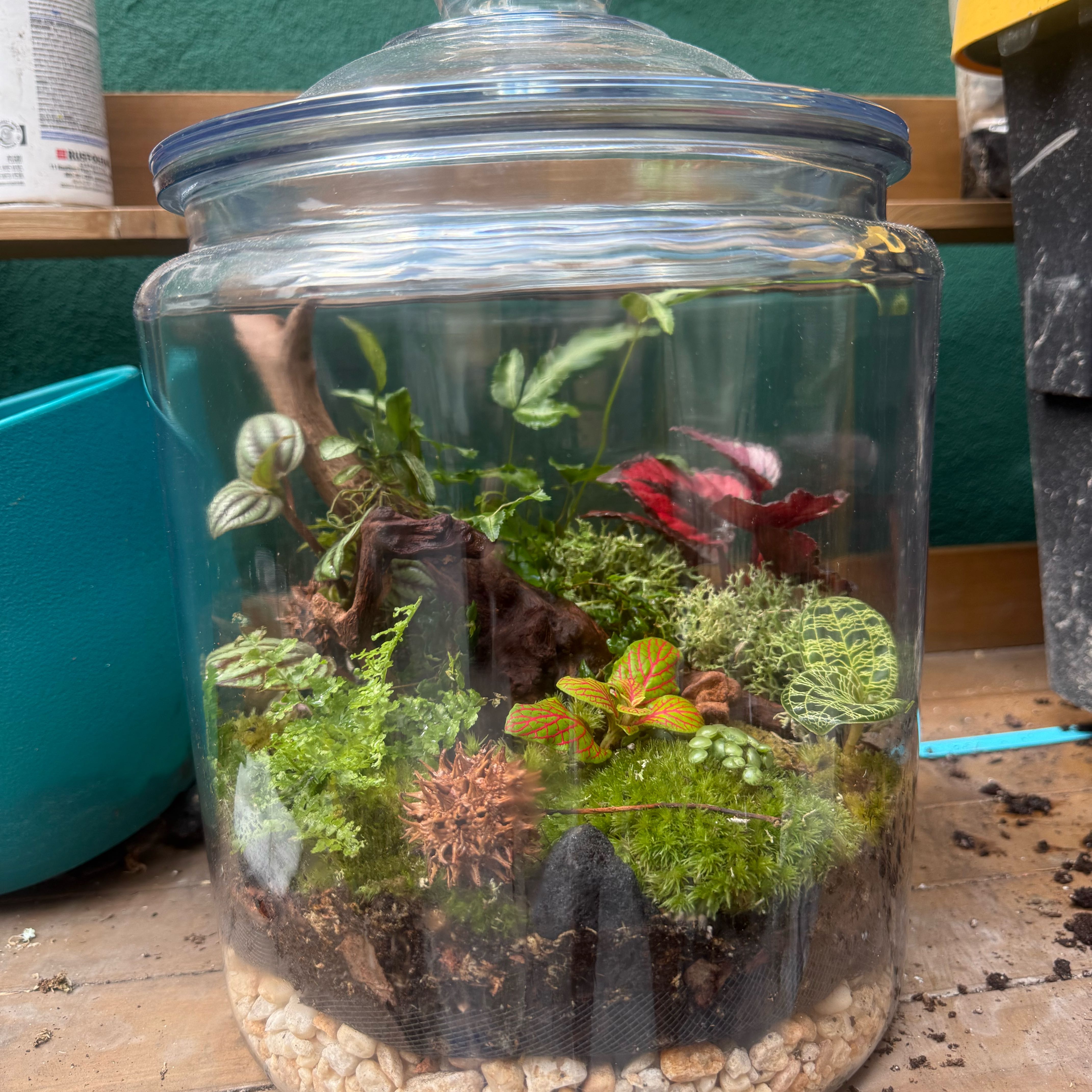 Photo of the plant species Terrerium by @HotIcecaps19 named Doja Cat on Greg, the plant care app
