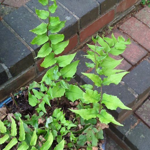 Photo of the plant species Fortune's Holly-Fern by @PetGollum17 named Nithin on Greg, the plant care app