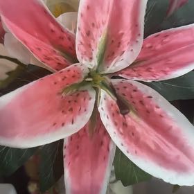 Photo of the plant species Western Red Lily by @NewLantana26 named Clooney on Greg, the plant care app