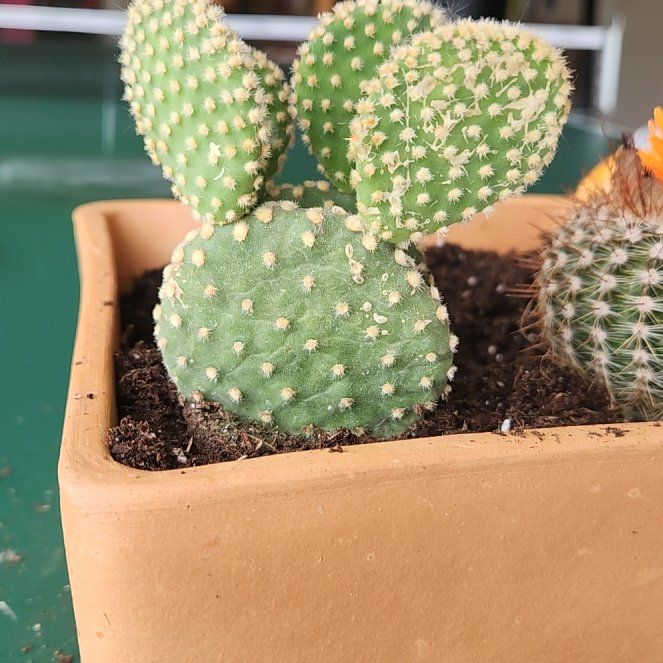 Photo of the plant species Bunny Ears Cactus 'Honey Mike' by @ElderBluepearl named Terra on Greg, the plant care app