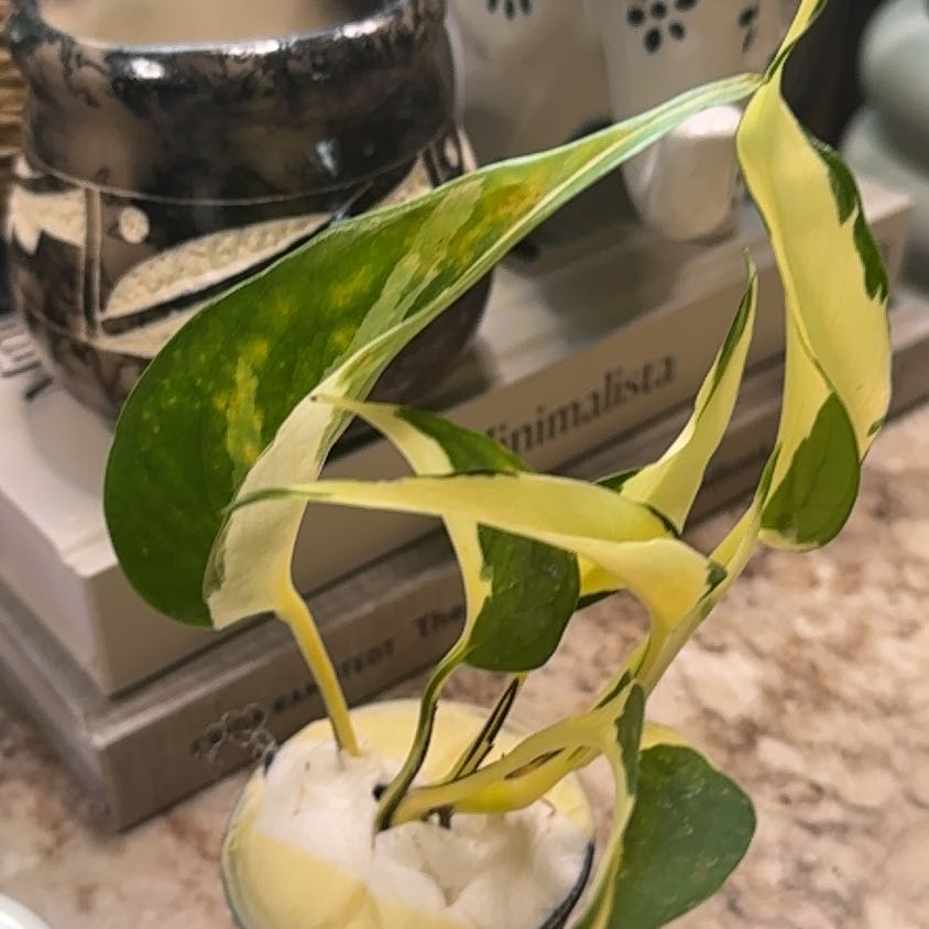 Photo of the plant species Mutant Manjula Pothos by @TrustfulMorombe named Orlando Bloom on Greg, the plant care app