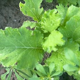 Photo of the plant species Chinese Mustard by @BrainySwamprose named Coco on Greg, the plant care app