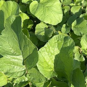 Photo of the plant species Great Burdock by @BrainySwamprose named Dolores on Greg, the plant care app