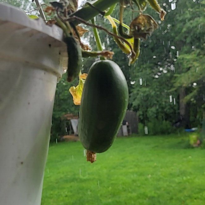 Photo of the plant species Ivy Gourd by @BrightPlanera68 named Fernie Mac on Greg, the plant care app