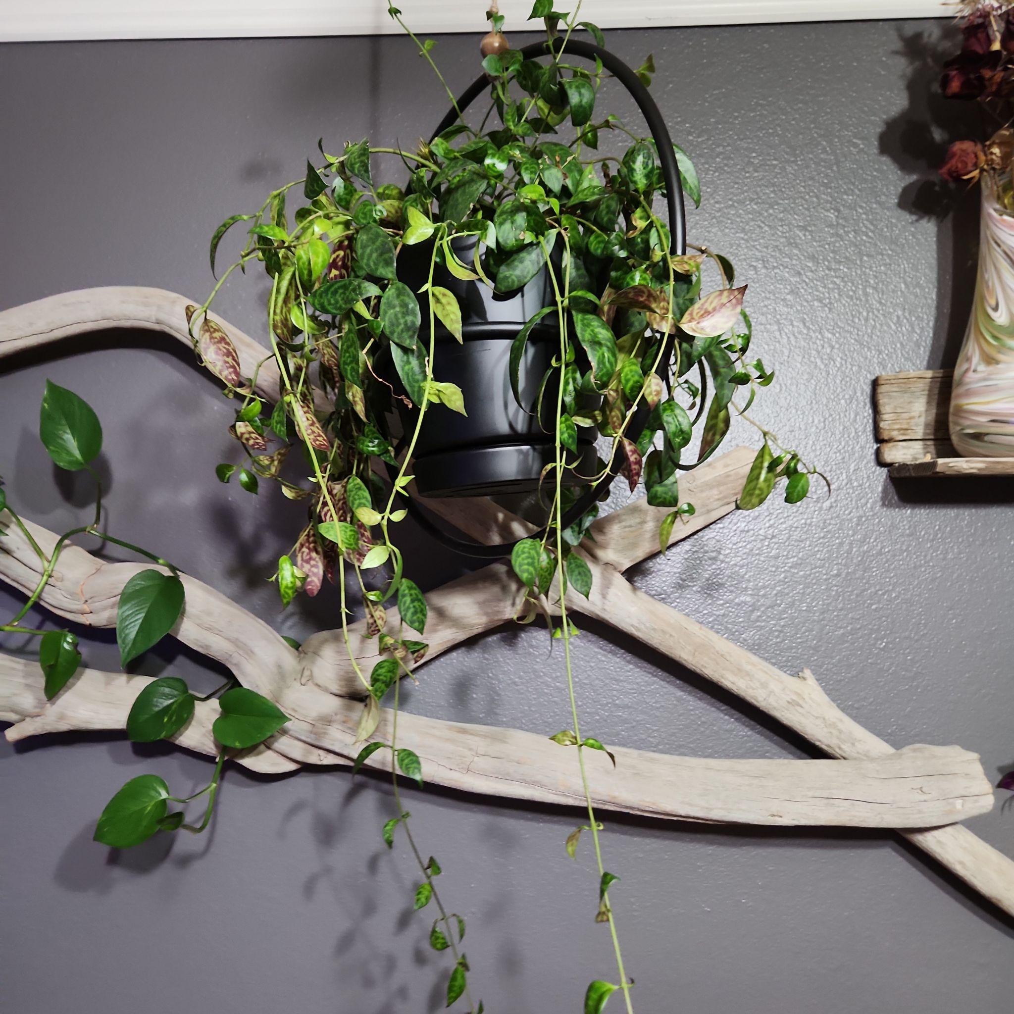 Photo of the plant species Zebra Basket Vine by @YouthfulBeech named Aristotle on Greg, the plant care app