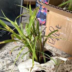 Photo of the plant species Gold Bar Maiden Grass by @CozySeaoats70 named Diana on Greg, the plant care app