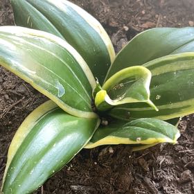 Photo of the plant species Andrews Clintonia by @HeadBentgrass82 named Austen on Greg, the plant care app