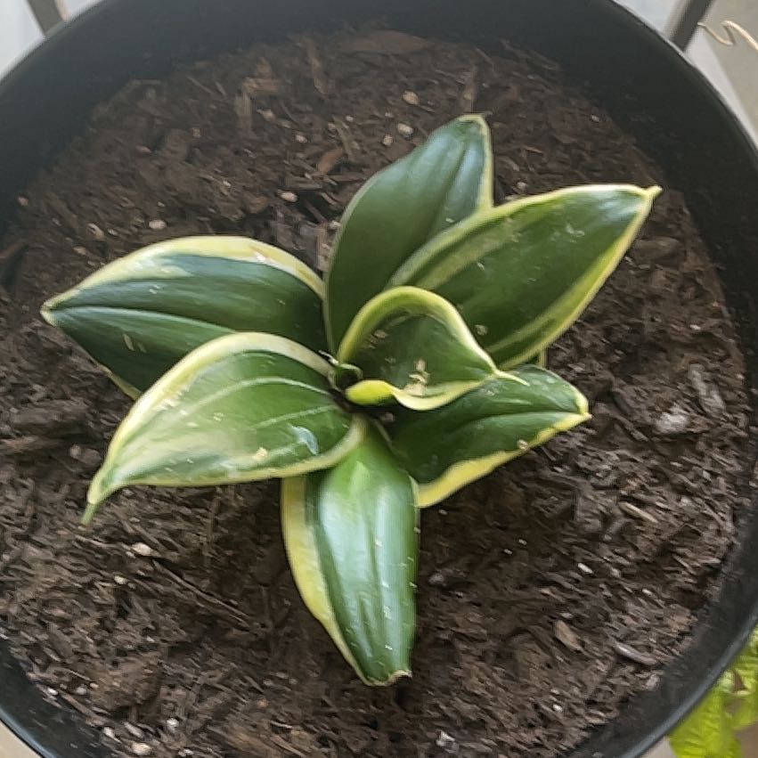 Photo of the plant species Andrews Clintonia by @HeadBentgrass82 named Bieber on Greg, the plant care app