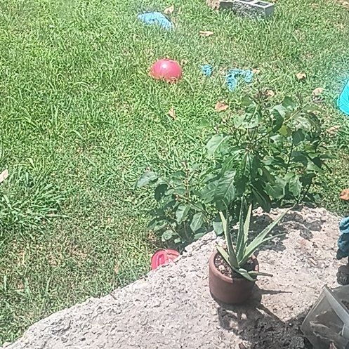 Photo of the plant species Wild Sweet Potato by @BoldCordmoss62 named Diana on Greg, the plant care app