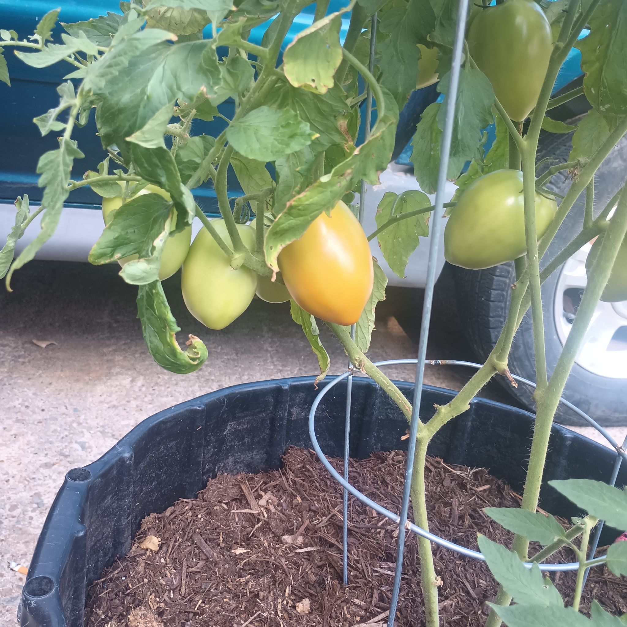 Photo of the plant species Husky Red Cherry Tomato by @BoldCordmoss62 named Madonna on Greg, the plant care app