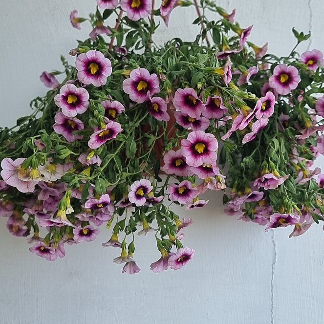 Photo of the plant species Million Bells by @TryWinika36 named Austen on Greg, the plant care app