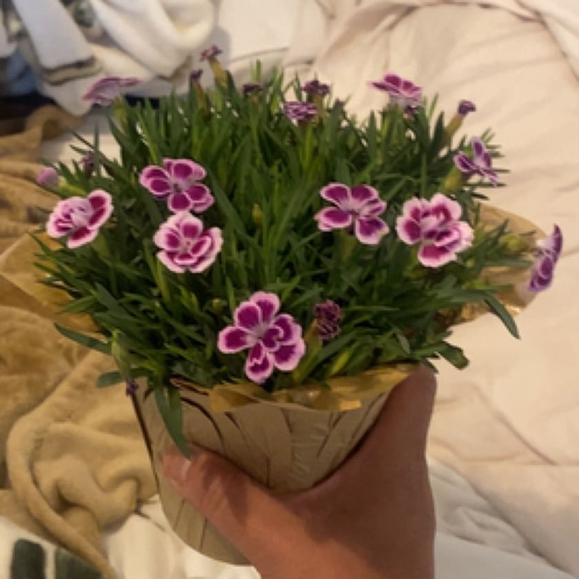 Photo of the plant species Dianthus 'Pink Kisses' by @GemHope98 named Dax on Greg, the plant care app