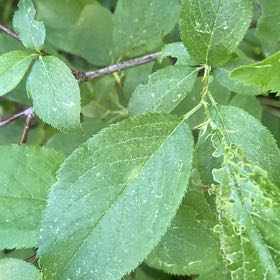 Photo of the plant species American Plum by @LogicalFernmoss named Figyonce on Greg, the plant care app