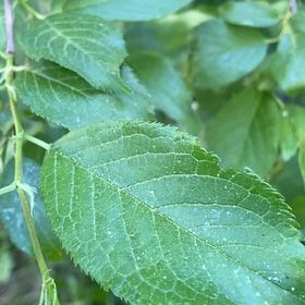 Photo of the plant species American Plum by @LogicalFernmoss named Emerson on Greg, the plant care app