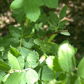 Photo of the plant species Smooth Rose by @LogicalFernmoss named Madonna on Greg, the plant care app