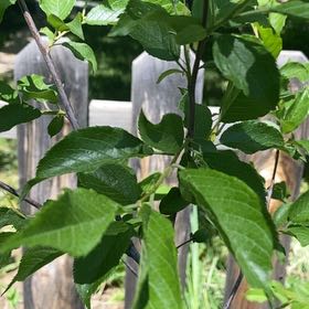 Photo of the plant species American Plum by @LogicalFernmoss named Sol on Greg, the plant care app