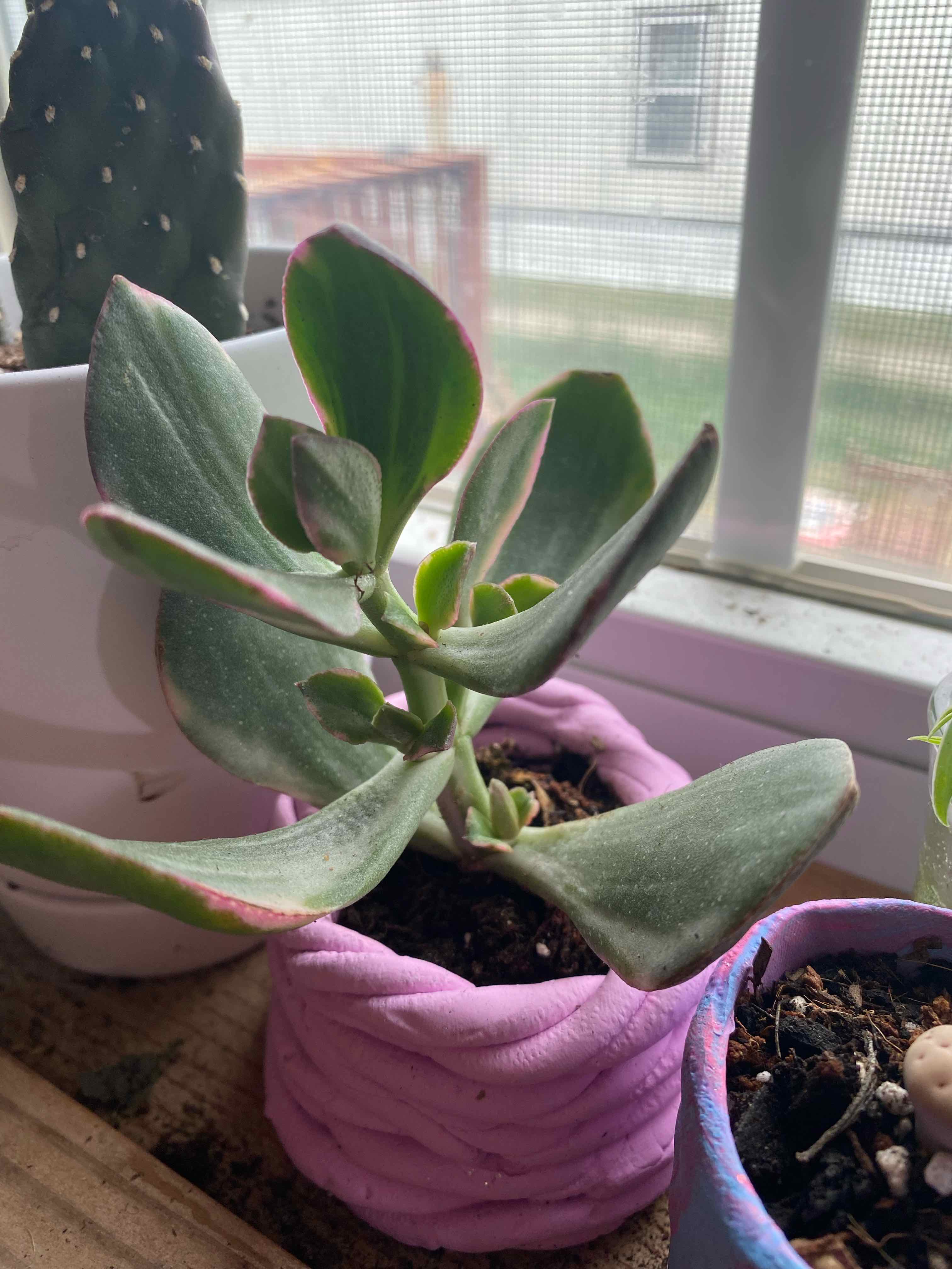 Variegated jade plant in a pot on a windowsill, appears healthy with thick, fleshy leaves.