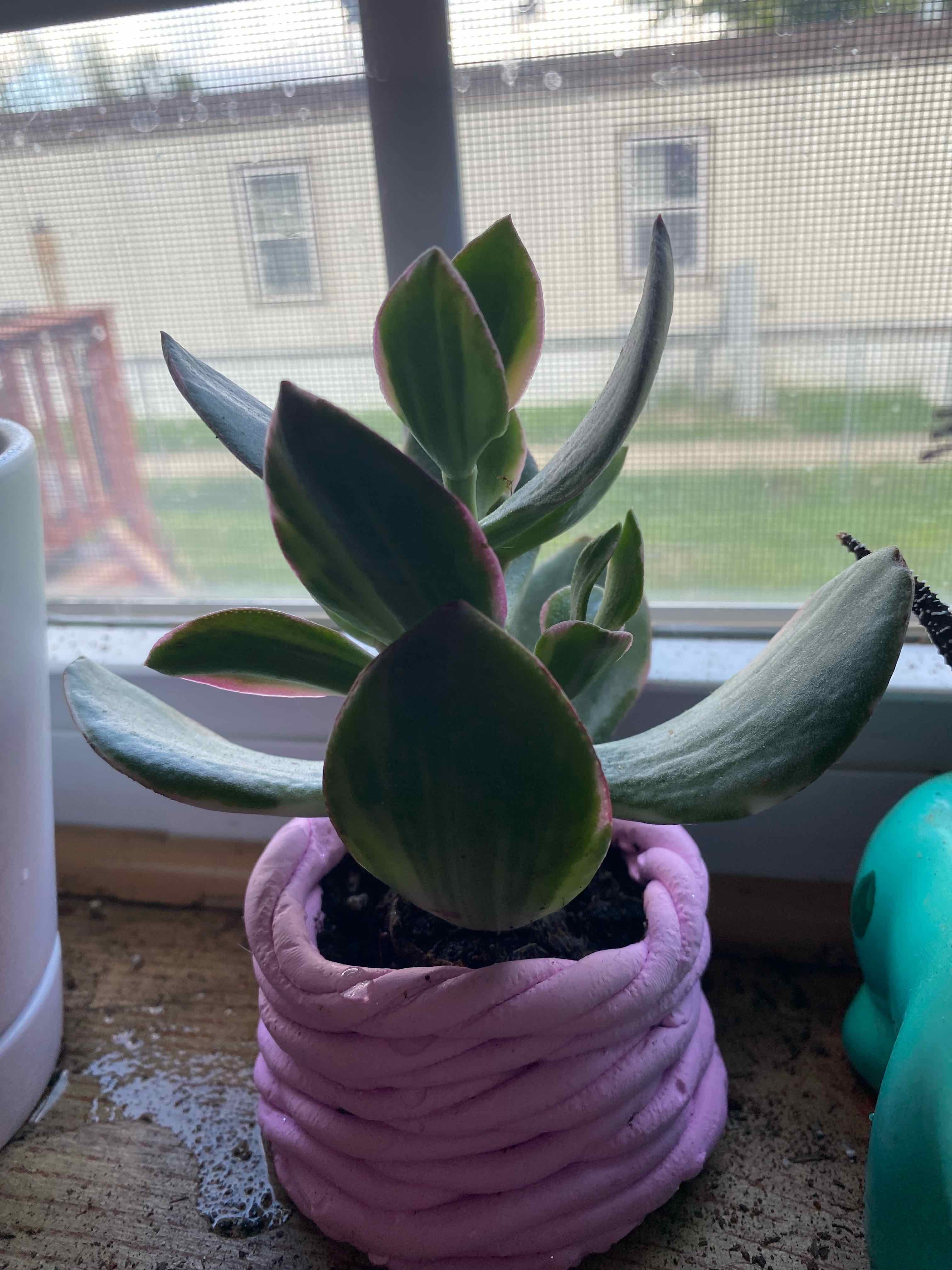 Variegated jade plant in a small pot on a windowsill, appearing healthy.