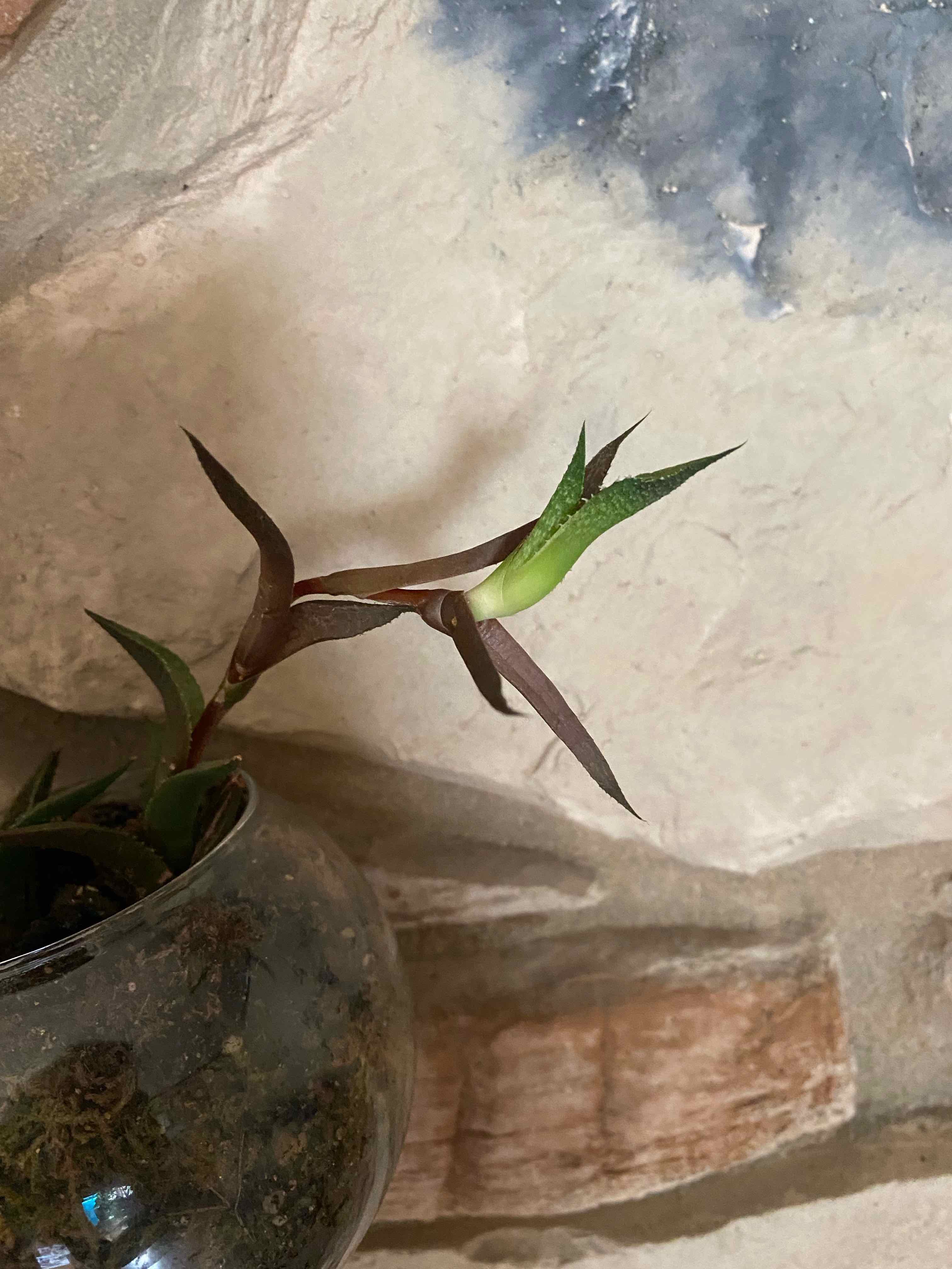 Plant care for Black gem variegated on Greg, the plant care app