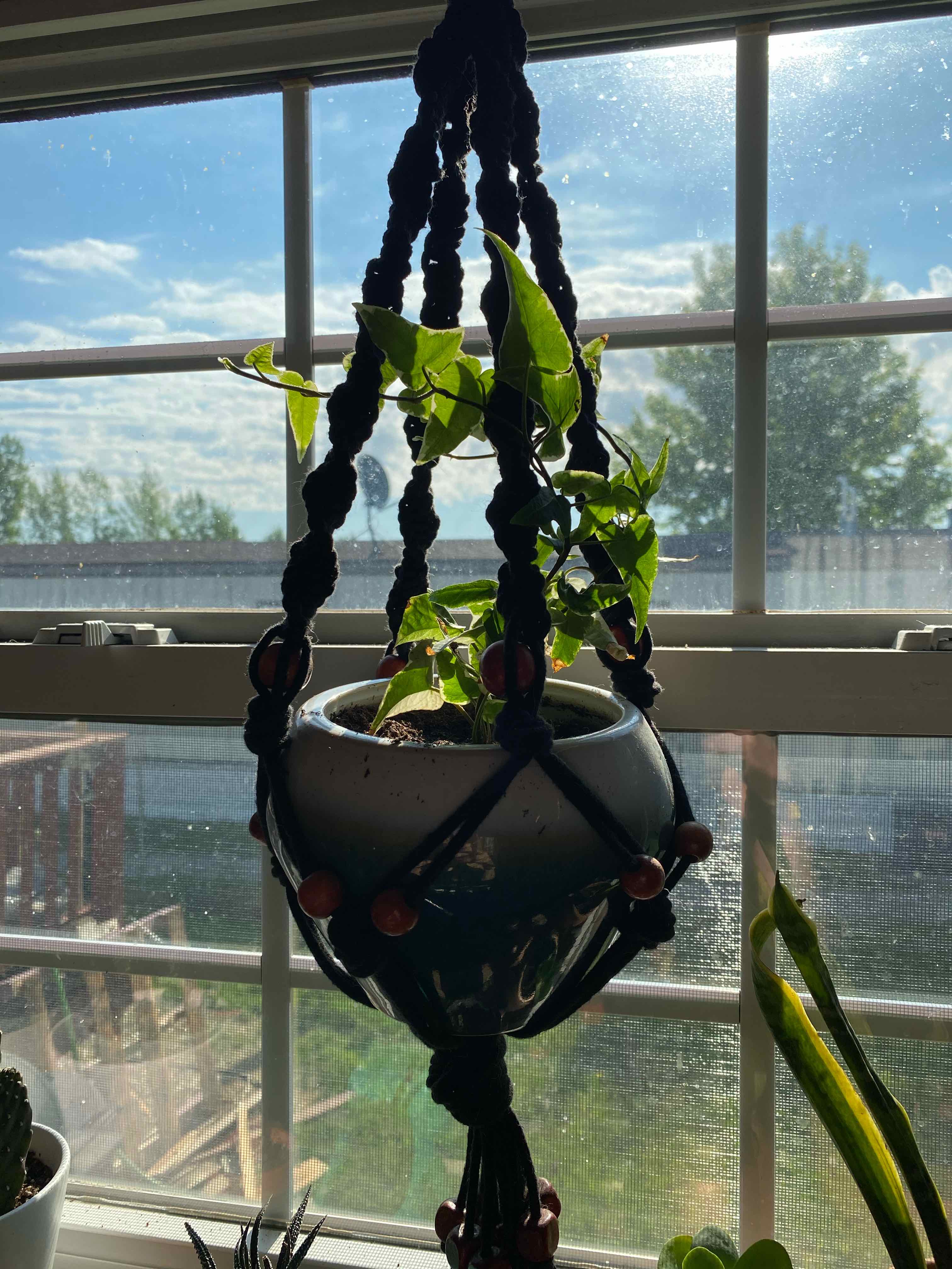 Variegated ivy plant in a hanging pot near a window with natural light.