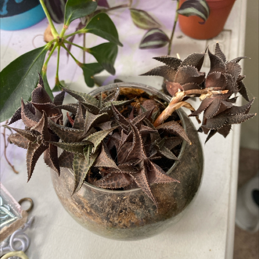 Alworthia 'Black Gem' plant with brown, spiky leaves in a glass container.