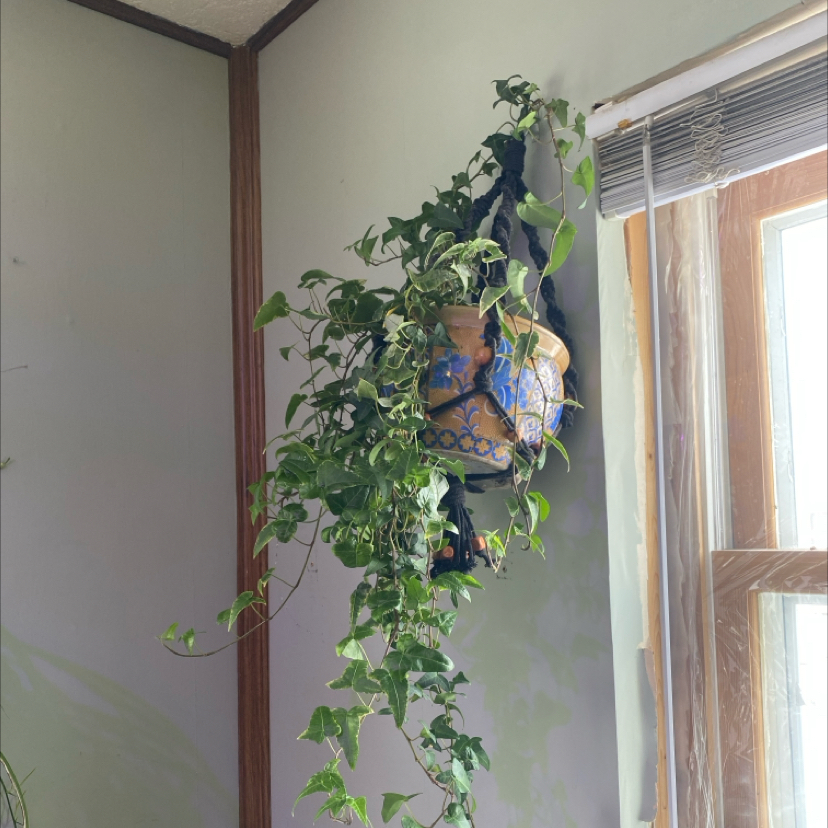 Variegated ivy plant hanging in a decorative pot near a window.